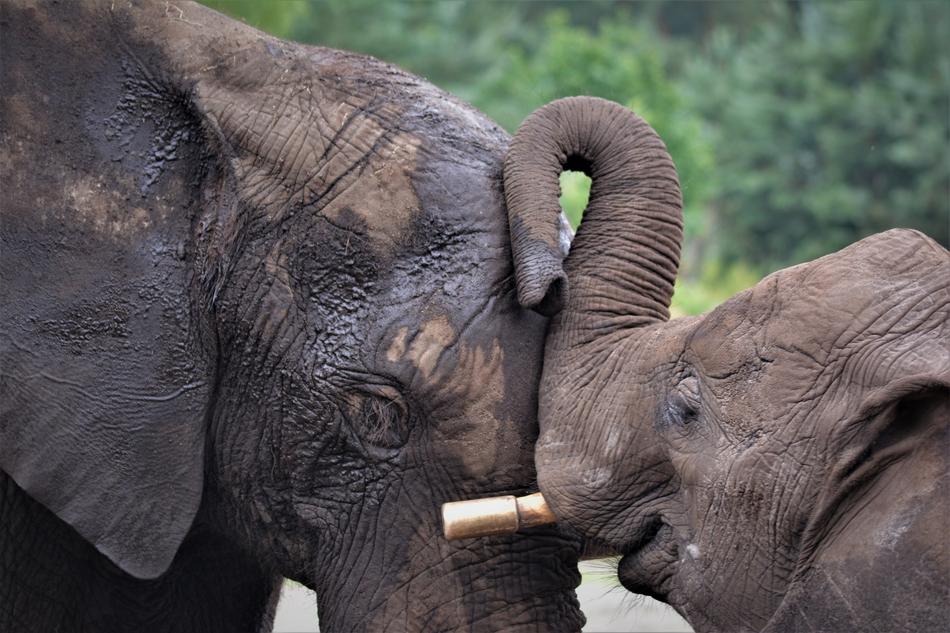 Elephant Heads love