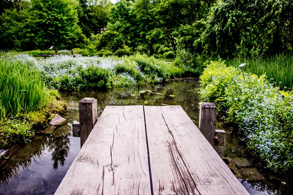 wooden pier on a pond in the forest
