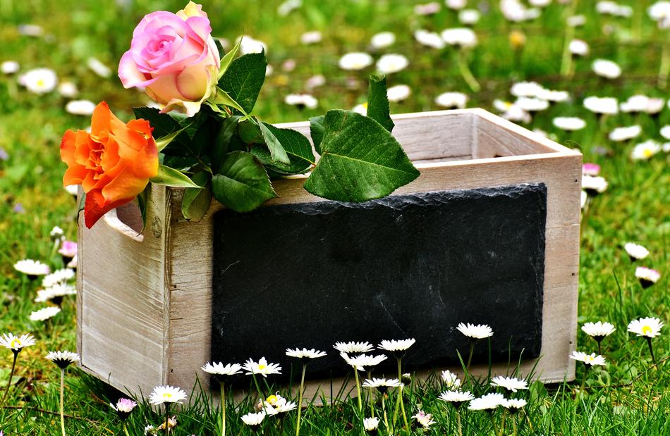 two roses in a wooden box on the lawn
