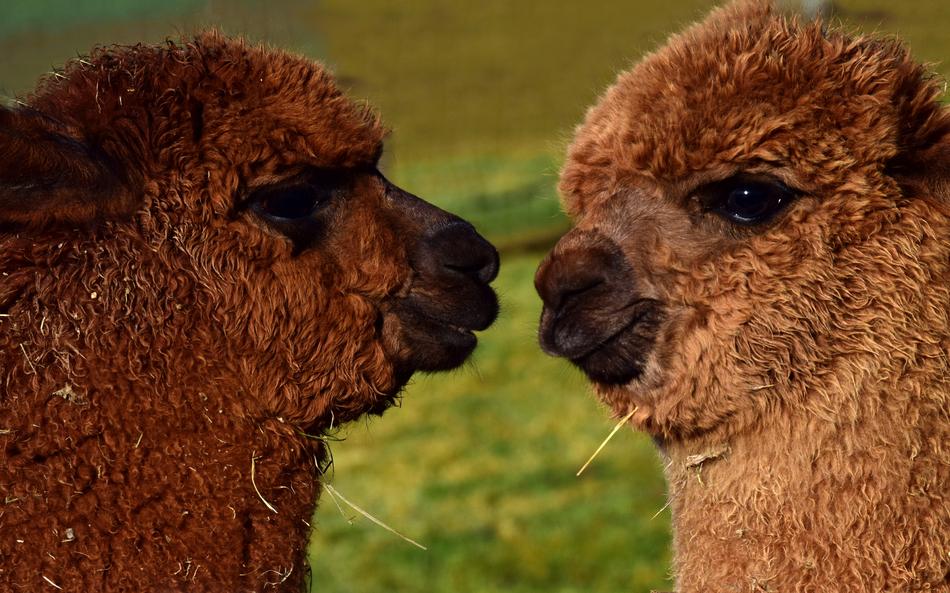 Profile portrait of the two cute and beautiful, cute Alpacas on the grass