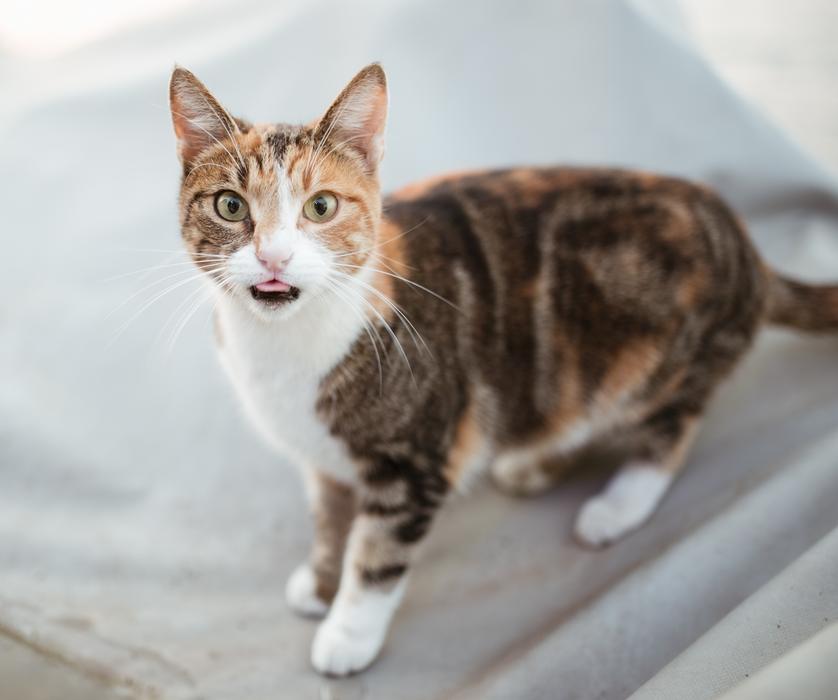 Cute, colorful and beautiful cat, looking in the camera, in the park
