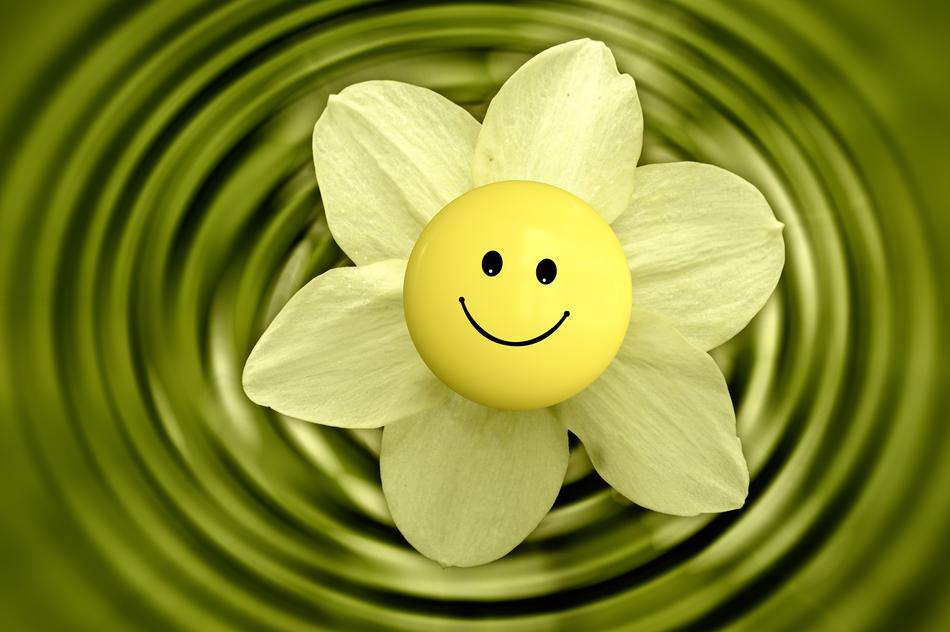 yellow face Flower