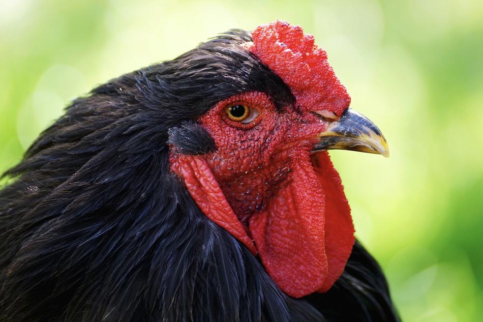 photo of Chicken Bird Cockscomb