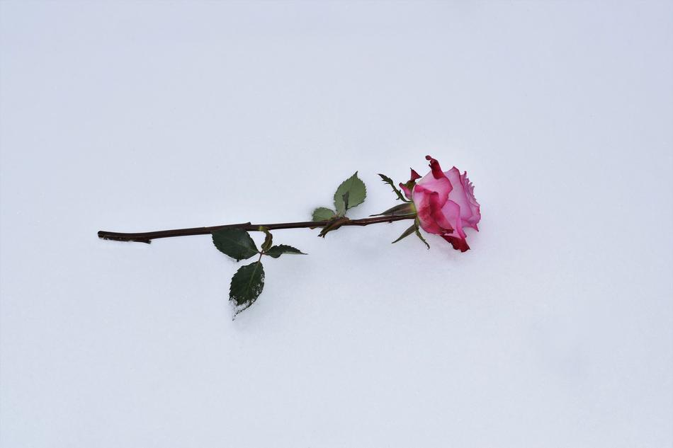 Pink Rose In Snow Love