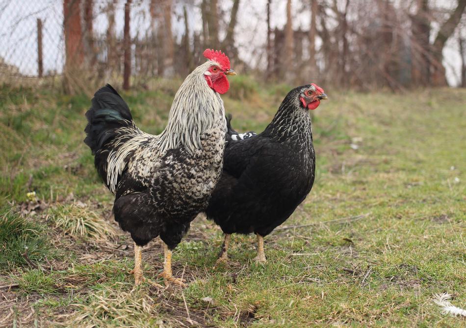 Colorful and beautiful, cute chicken and cock on the grass, near the trees