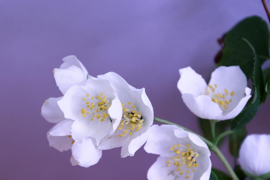 white jasmine on purple background