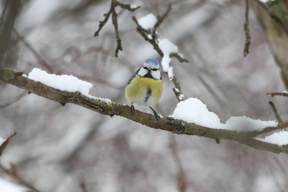 titmouse on a tree branch in winter