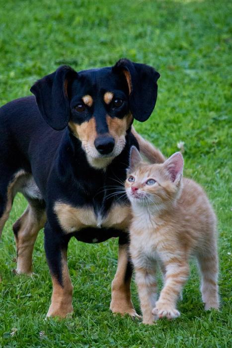 dog with kitten on green grass
