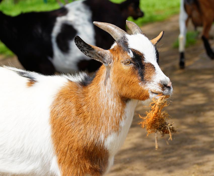 Goat white orange