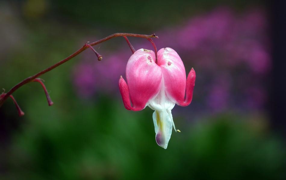 Heart Flowers in Garden