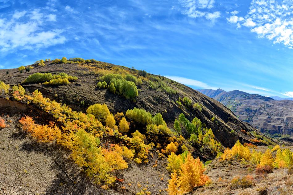 Autumn Season bushes