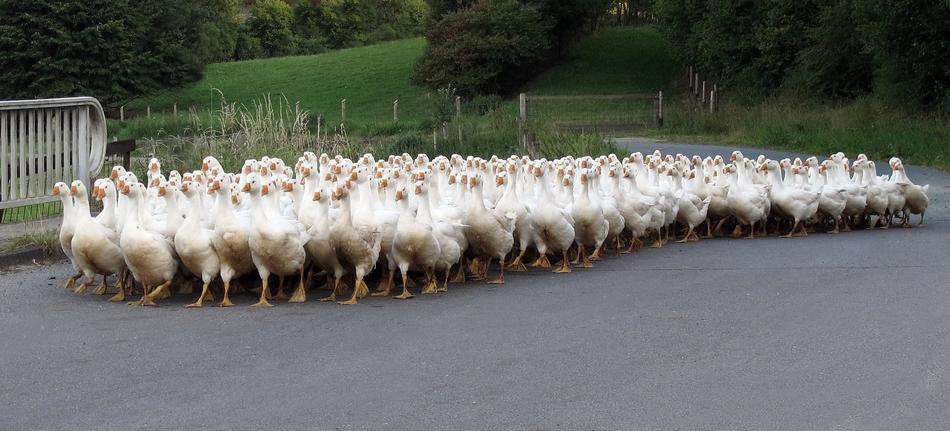 large flock of geese on an asphalt road in the countryside