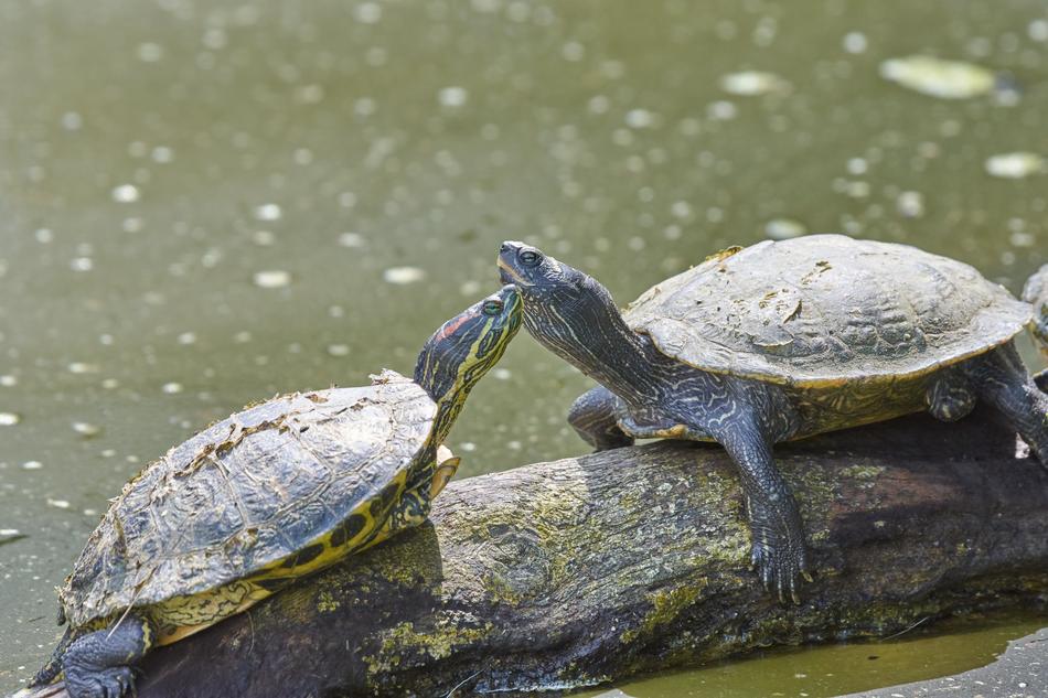 Pair of the cute, colorful and beautiful turtles on the wood, near the green water