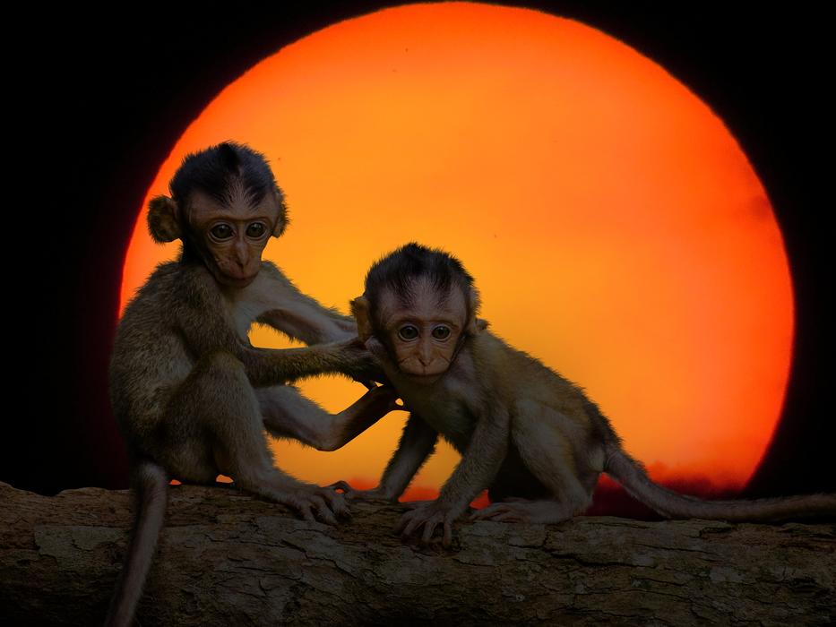 Cute apes, on the wood, at background with the colorful and beautiful Sun, clipart