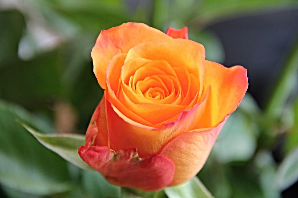 orange Rose garden Blossom