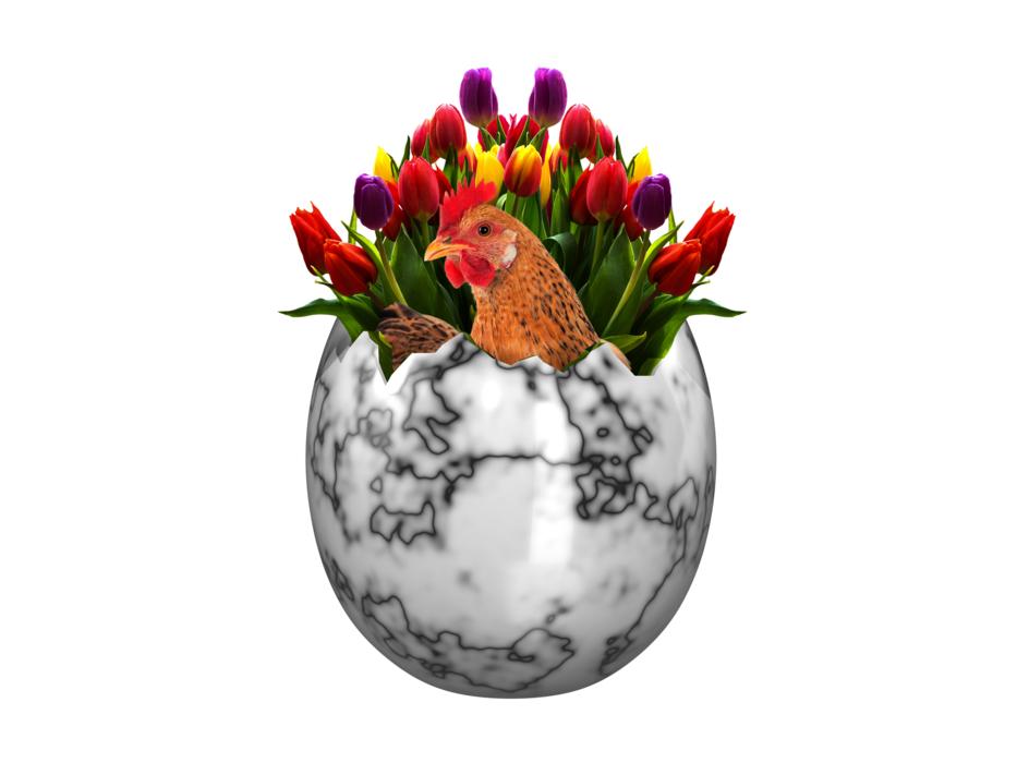 bouquet of tulips and chicken in eggshell