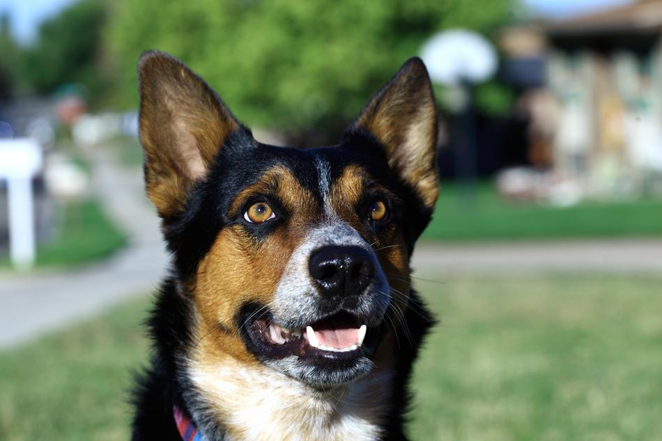 shepherd Dog face