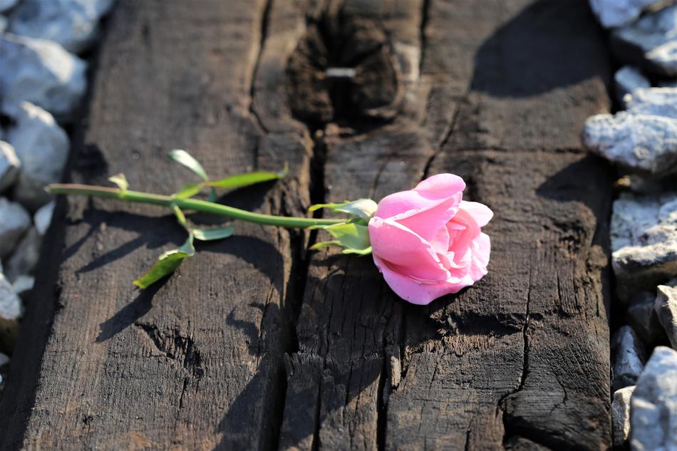 Pink Rose On wooden Railway