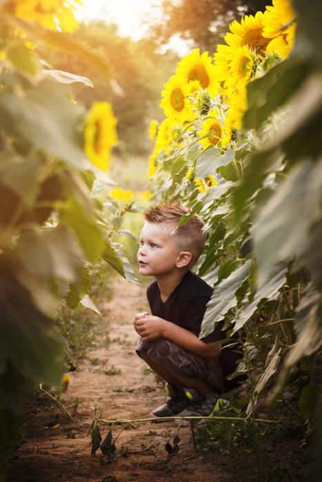 cute Child boy sits beneath tall Sunflowers