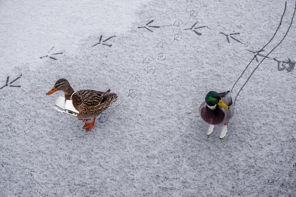 Ducks Ice Water
