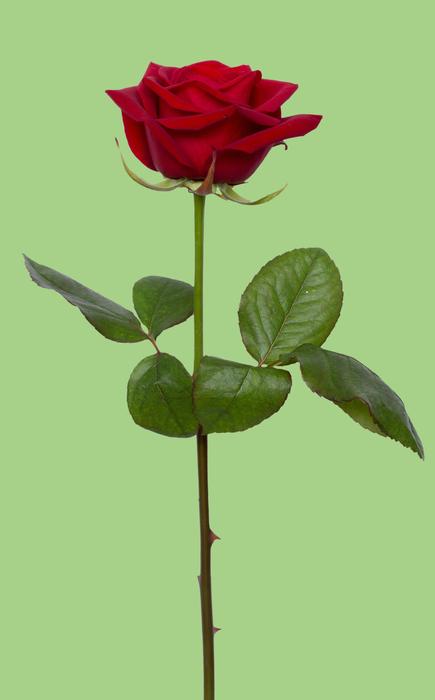 Rose Red and green background