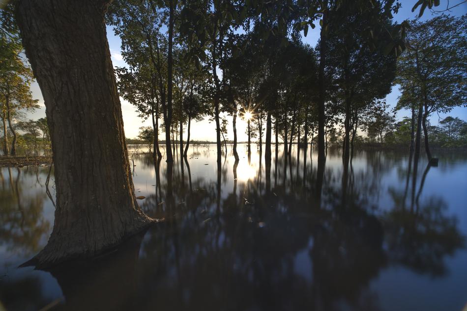 trees are reflected in the water at dusk