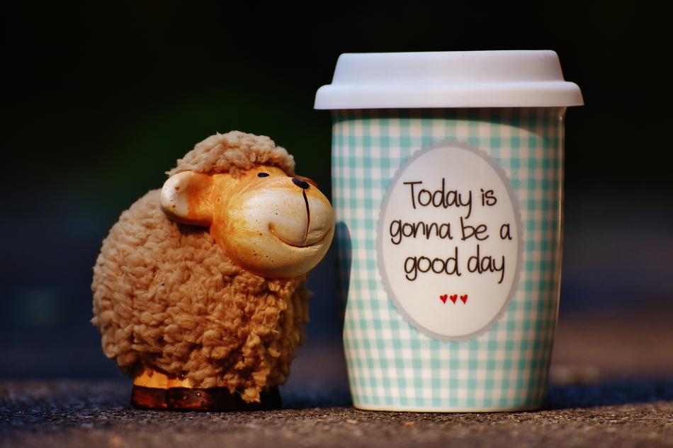 Sheep Beautiful and coffe To Go