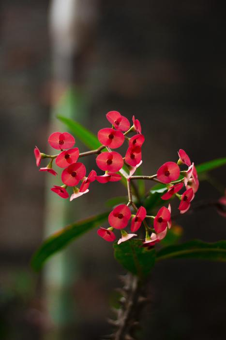 Crown-of-thorns, Red Flowers at blur background