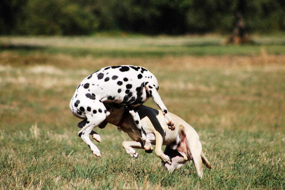 Play Batons Dogs green grass