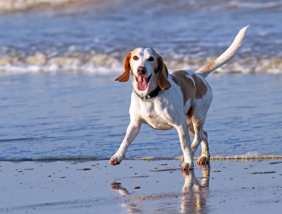 happy Beagle dog runs on wet beach