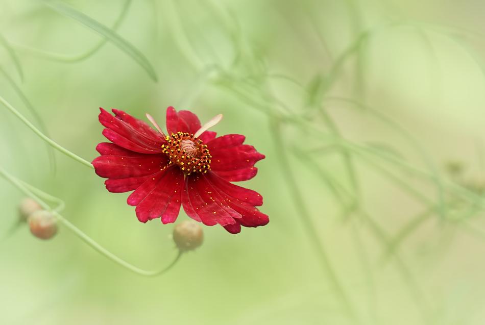 Red Flower at blurred green background