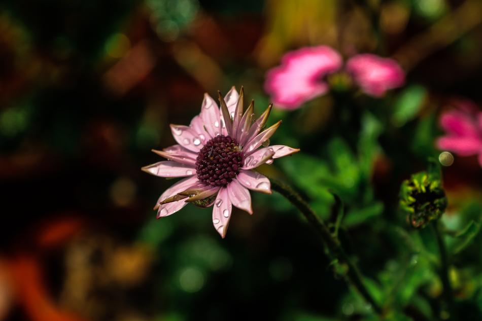 Single Flower with water drops