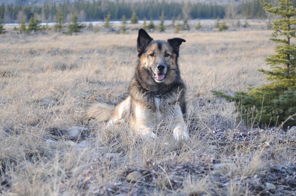 dog Nature Outdoors