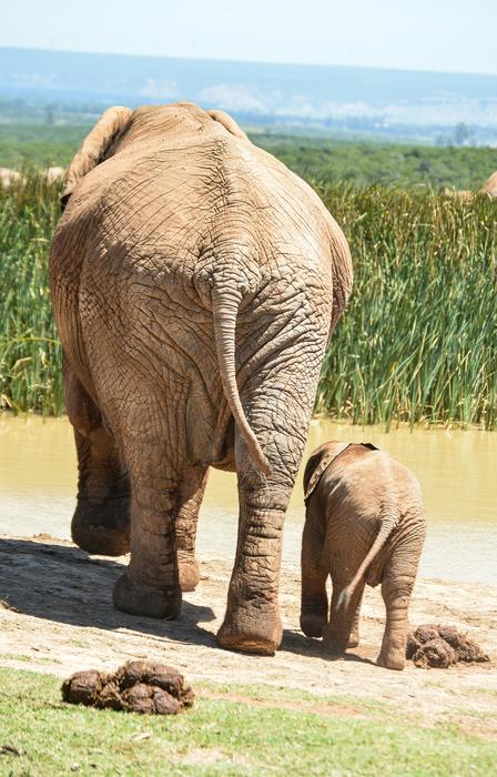 Elephant and Baby