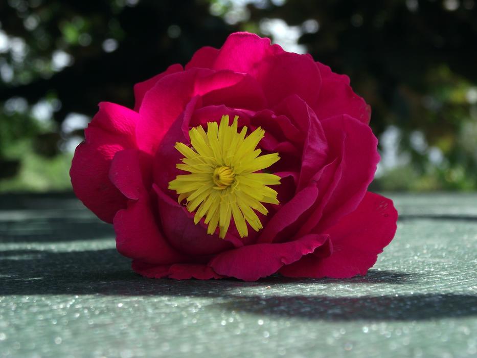 red rose on the road close up