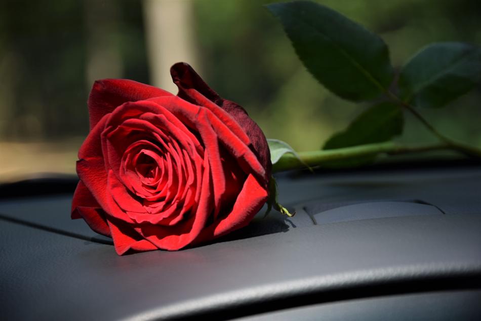 red rose on the table