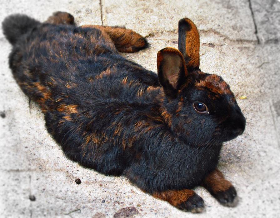 black red rabbit, pet resting on floor