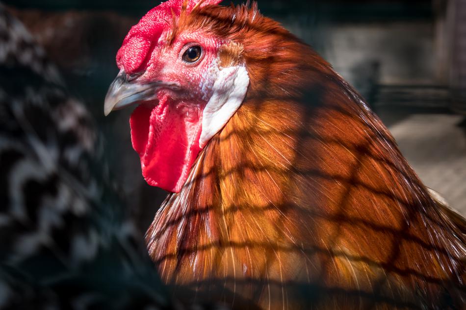 Chicken Caught Imprisoned