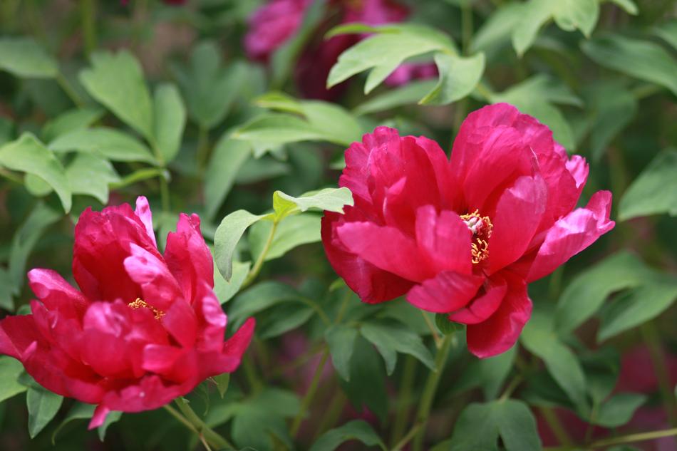 Noel pink flowers at garden