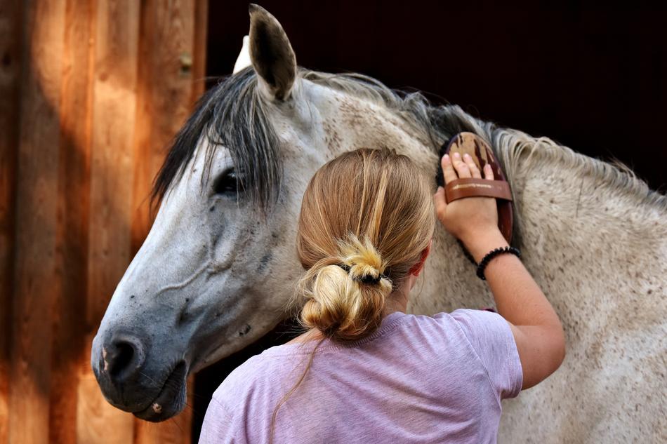 Back view with the blonde girl cleaning cute and beautiful horse, near the wall in light
