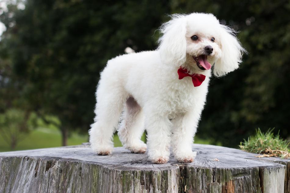 Poodle Puppy Dog on stump