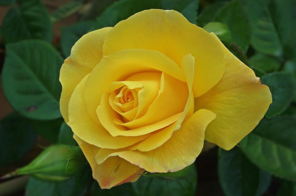 Close-up of the beautiful, blossoming, yellow rose flower with green leaves