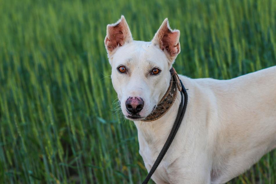 Beautiful and cute, white dog with the collar, among the green grass