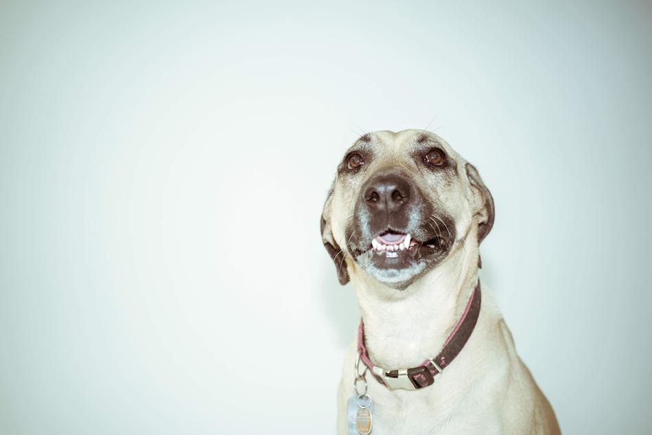 Beautiful and cute dog with the collar, near the wall, in light