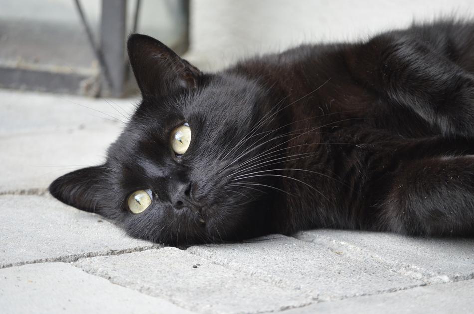 Animal Portrait, Cat Black