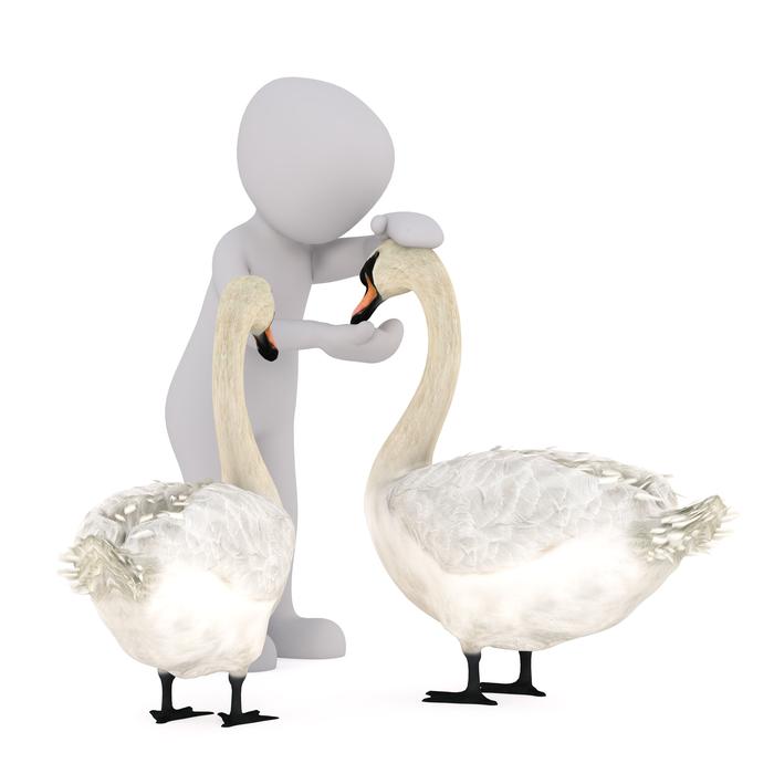 fax white male and swans