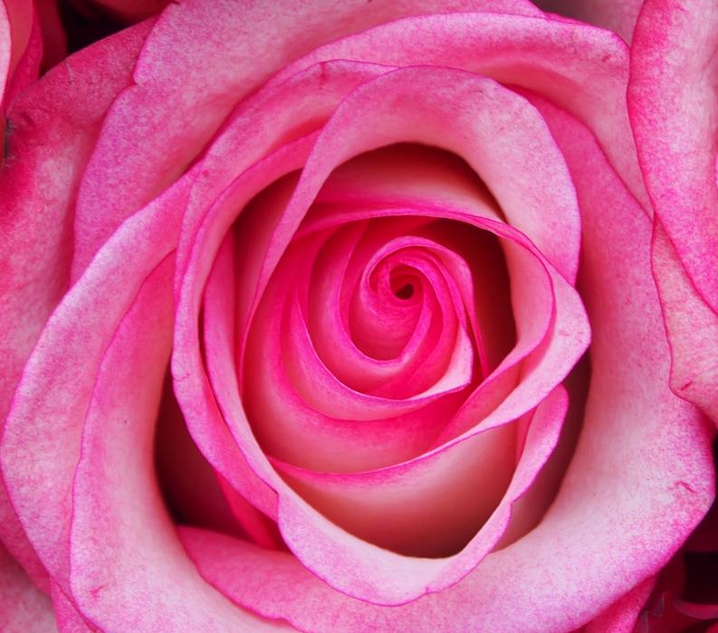 Rose Affection Flowers Roma