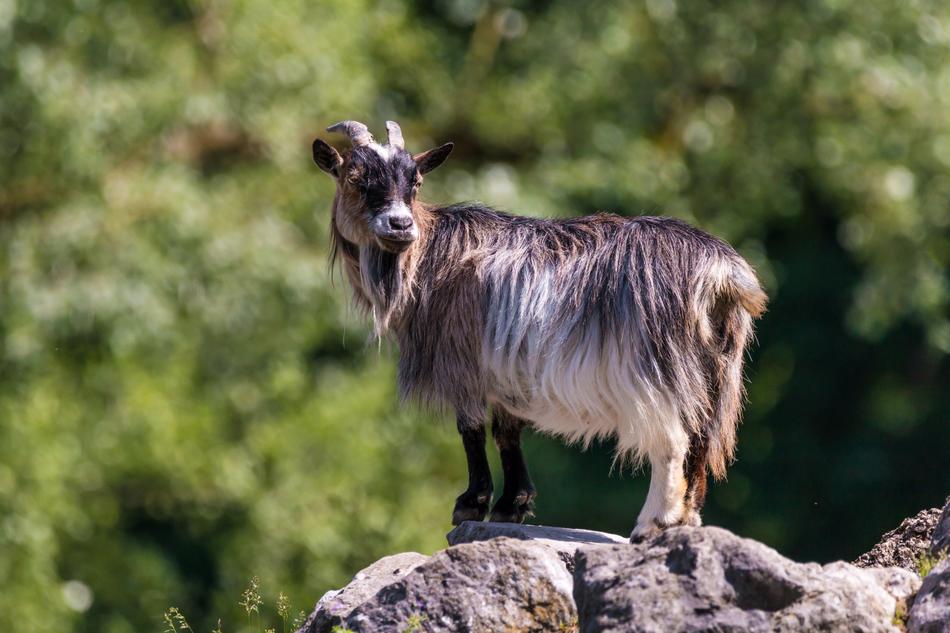wild Goat Horned Animal