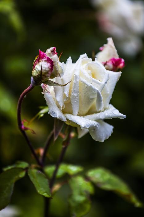 Flower Rose White