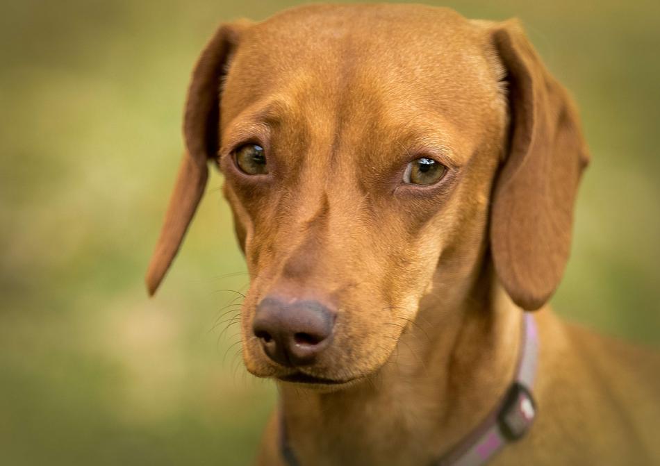brown dachshund with green eyes close up on blurred background
